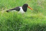 PICTURES/Heimaey Island Critters/t_Eurasian Oystercatcher8.JPG